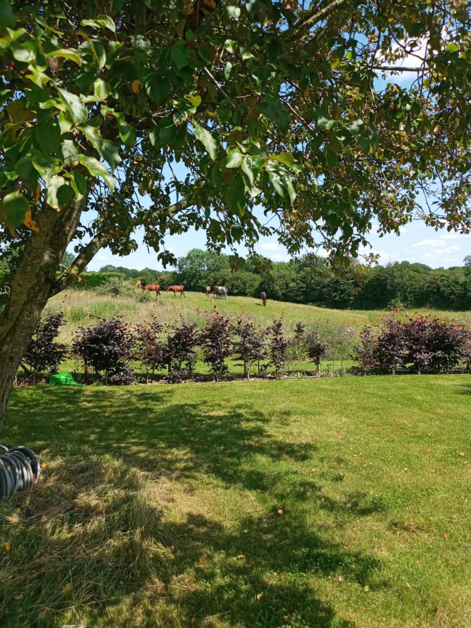 Appartamento Suzies Self Catering Belmont Belmont  Camera foto